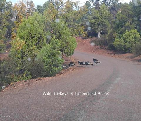 6280 Apache Trl, Show Low, AZ 85901 photo 12