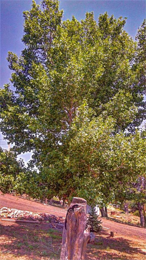 6280 Apache Trl, Show Low, AZ 85901 photo 3
