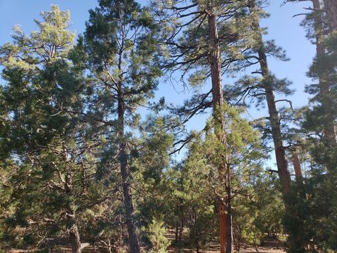 2707 Horseshoe Ct, Overgaard, AZ 85933 photo 15