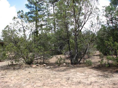 2052 Cherokee Strip, Overgaard, AZ 85933 photo 6