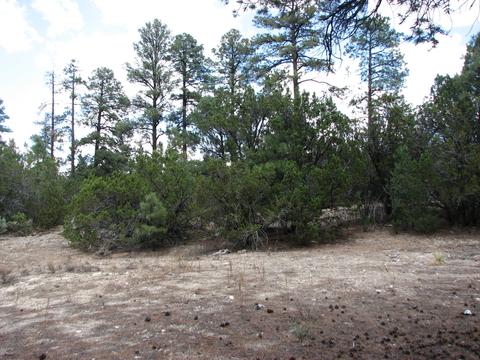 2052 Cherokee Strip, Overgaard, AZ 85933 photo 3