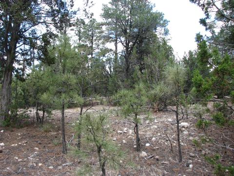 2052 Cherokee Strip, Overgaard, AZ 85933 photo 1