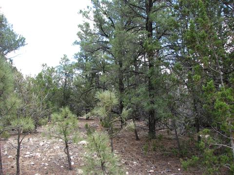 2052 Cherokee Strip, Overgaard, AZ 85933 photo 2