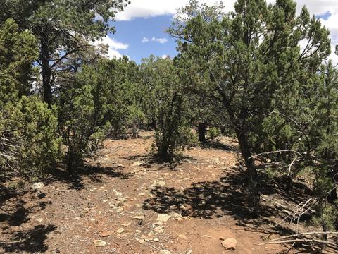1572 Echo Cir, Heber, AZ 85928 photo 7