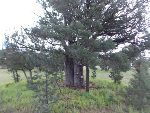3420 Cloud Nine Blvd, Heber, AZ 85928 photo 8