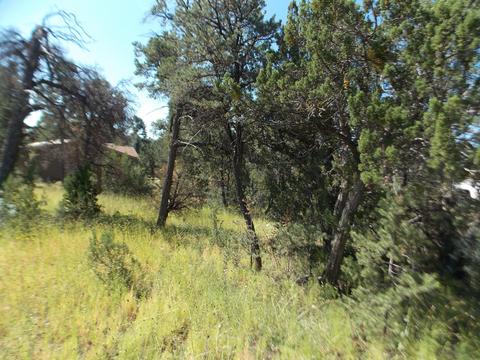 2927 Antelope Trl, Overgaard, AZ 85933 photo 10