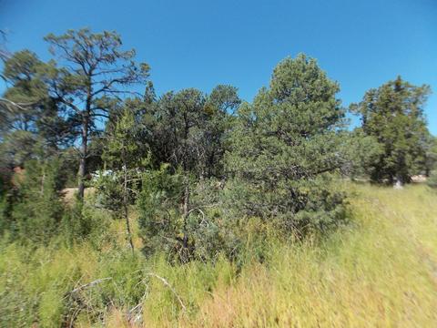 2927 Antelope Trl, Overgaard, AZ 85933 photo 9