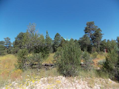 2927 Antelope Trl, Overgaard, AZ 85933 photo 3