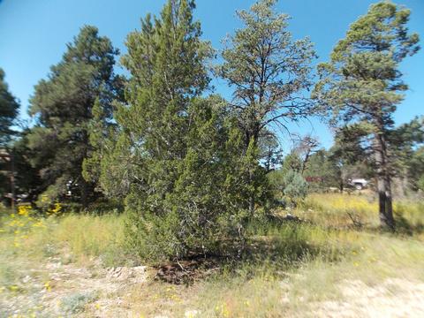 2927 Antelope Trl, Overgaard, AZ 85933 photo 4
