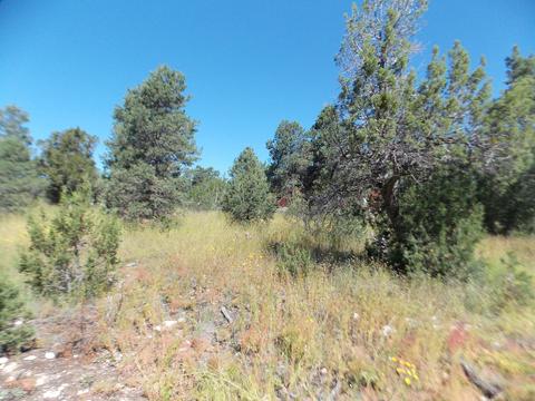 2927 Antelope Trl, Overgaard, AZ 85933 photo 5