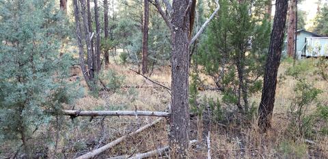 2966 Teddy Bear Trl, Overgaard, AZ 85933 photo 6