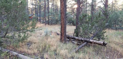 2966 Teddy Bear Trl, Overgaard, AZ 85933 photo 7