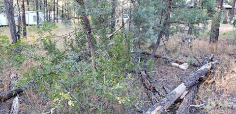 2966 Teddy Bear Trl, Overgaard, AZ 85933 photo 5
