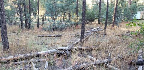 2966 Teddy Bear Trl, Overgaard, AZ 85933 photo 4
