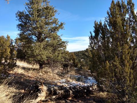 3363 Spring Ct, Overgaard, AZ 85933 photo 8