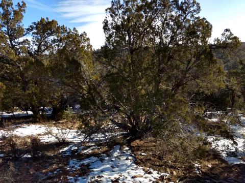 3363 Spring Ct, Overgaard, AZ 85933 photo 10