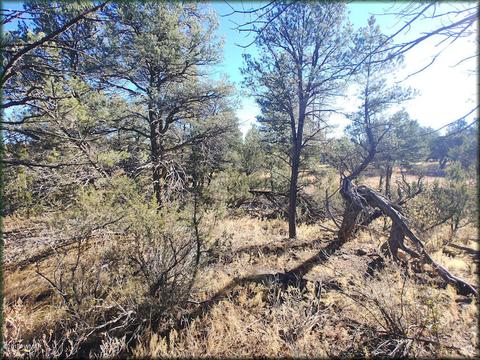 3355 Apache Dr, Overgaard, AZ 85933 photo 4