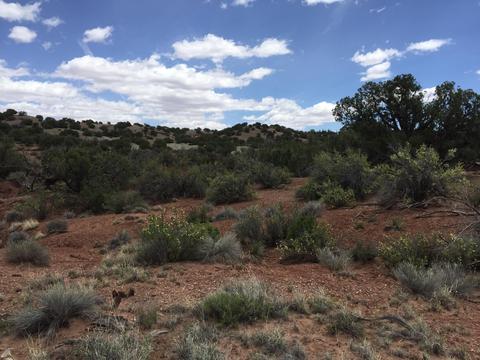 4423 Stirrup Rd, Snowflake, AZ 85937 photo 37