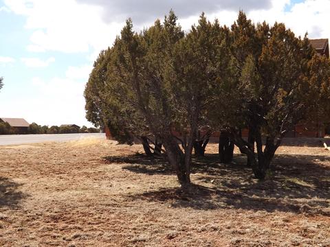2791 Constellation Ln, Overgaard, AZ 85933 photo 5