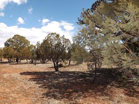 2791 Constellation Ln, Overgaard, AZ 85933 photo 2