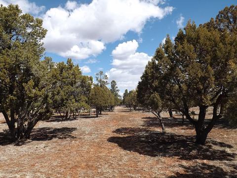 2791 Constellation Ln, Overgaard, AZ 85933 photo 1