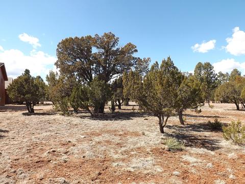2791 Constellation Ln, Overgaard, AZ 85933 photo 4