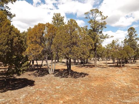 2791 Constellation Ln, Overgaard, AZ 85933 photo 3