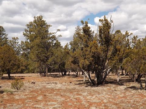 2791 Constellation Ln, Overgaard, AZ 85933 photo 6