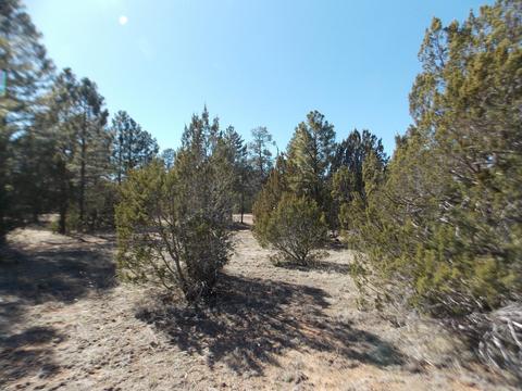 3391 Mogollon Dr, Overgaard, AZ 85933 photo 3