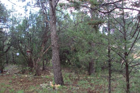 3467 Wildflower Dr, Overgaard, AZ 85933 photo 19