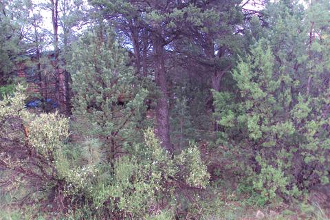 3467 Wildflower Dr, Overgaard, AZ 85933 photo 3