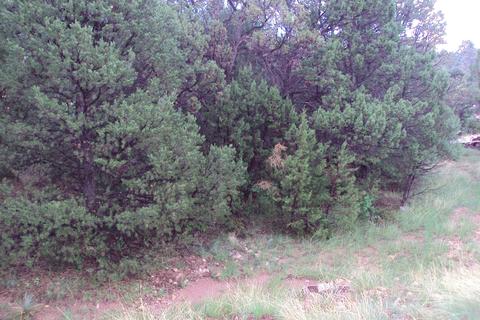 3467 Wildflower Dr, Overgaard, AZ 85933 photo 23