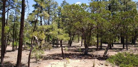 21 S Falling Leaf Rd, Show Low, AZ 85901 photo 2