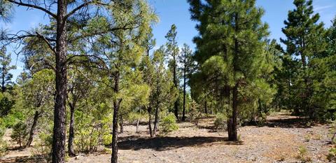 21 S Falling Leaf Rd, Show Low, AZ 85901 photo 4