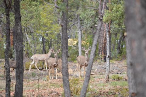 4341 S Elk Trot Loop Loop, Show Low, AZ 85901 photo 1