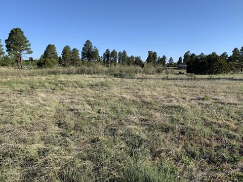 2251 Page Dr, Overgaard, AZ 85933 photo 1