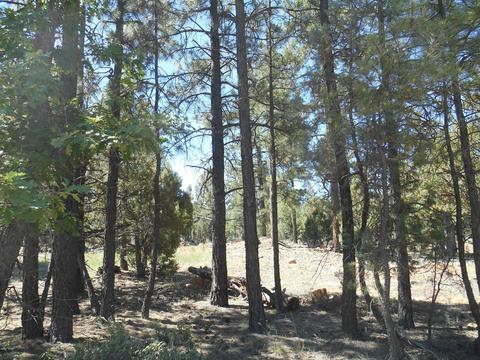 2067 Gilbert Ln, Overgaard, AZ 85933 photo 8
