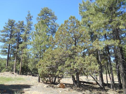 2067 Gilbert Ln, Overgaard, AZ 85933 photo 4