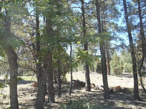 2067 Gilbert Ln, Overgaard, AZ 85933 photo 7
