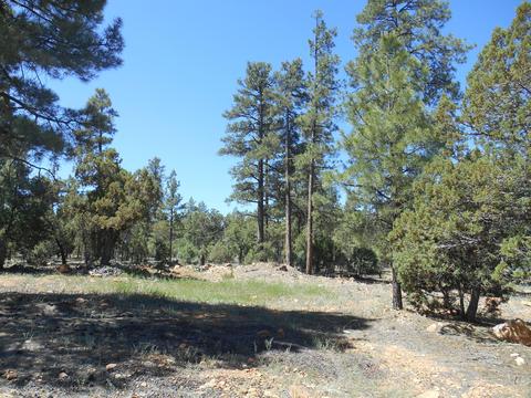 2067 Gilbert Ln, Overgaard, AZ 85933 photo 3
