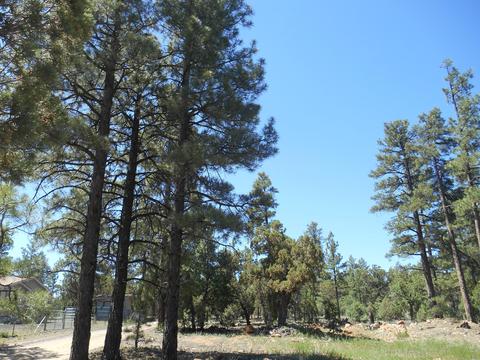 2067 Gilbert Ln, Overgaard, AZ 85933 photo 5