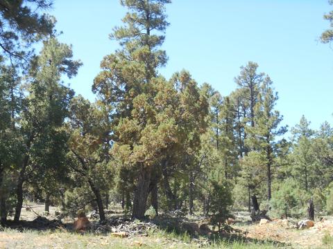 2067 Gilbert Ln, Overgaard, AZ 85933 photo 6