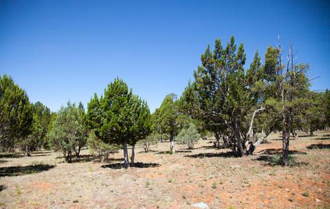 2764 Panther Cir, Overgaard, AZ 85933 photo 2