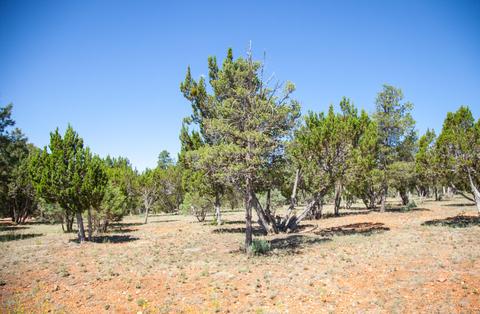 2764 Panther Cir, Overgaard, AZ 85933 photo 1