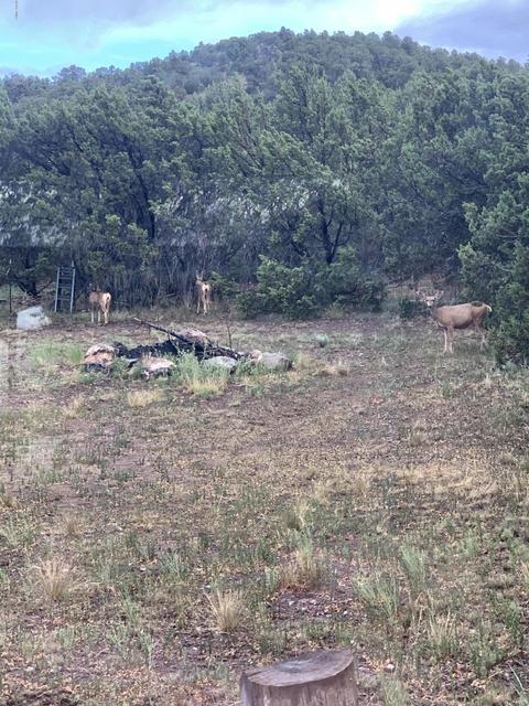 981 E 1st St, Eagar, AZ 85925 photo 9