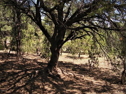 3595 Black Bear Run, Overgaard, AZ 85933 photo 26