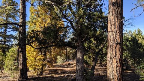 2025 Lone Mountain Rd, Overgaard, AZ 85933 photo 29