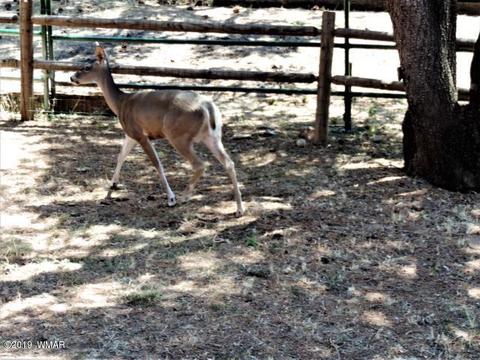 3974 Mistletoe Dr, Pine, AZ 85544 photo 31