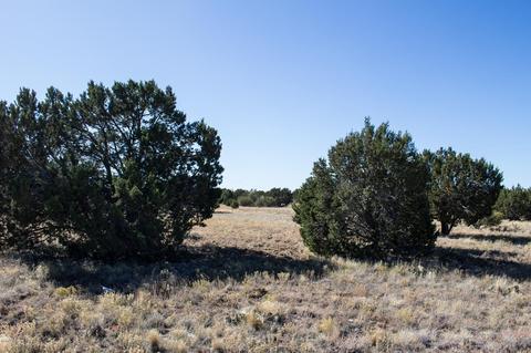8947 Tomahawk Trl, Show Low, AZ 85901 photo 5