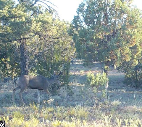 3328 Apache Dr, Overgaard, AZ 85933 photo 2